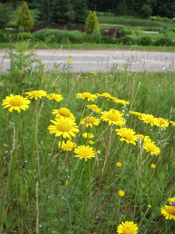 Geltonasis bobramunis (Anthemis tinctoria)